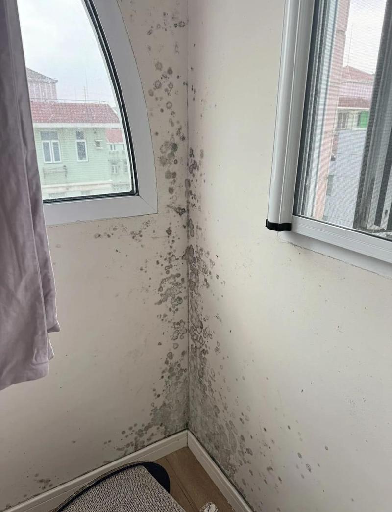 回南天潮湿墙面发霉清理现场