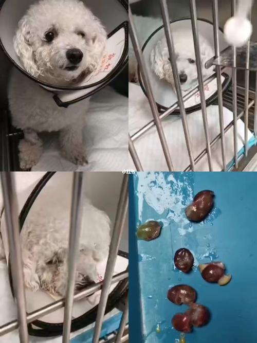 宠物误食葡萄中毒急诊诊疗现场