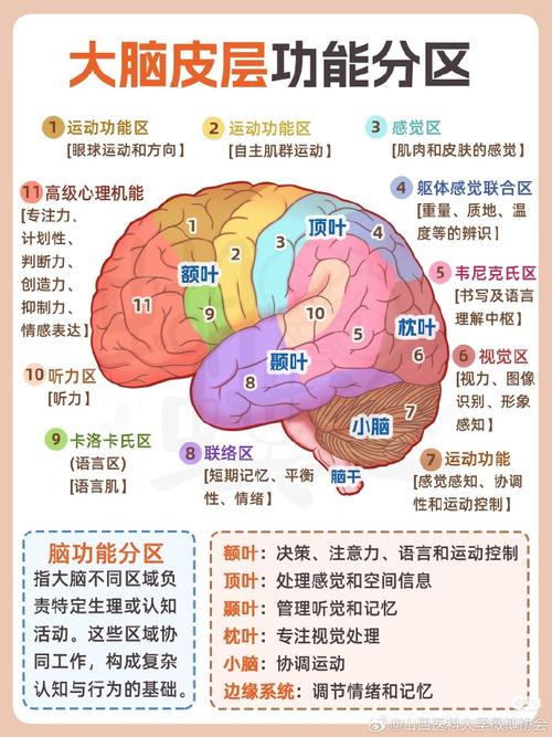 恐音症大脑反应区示意图