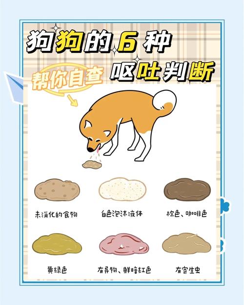 狗狗误食含木糖醇人用牙膏后呕吐场景
