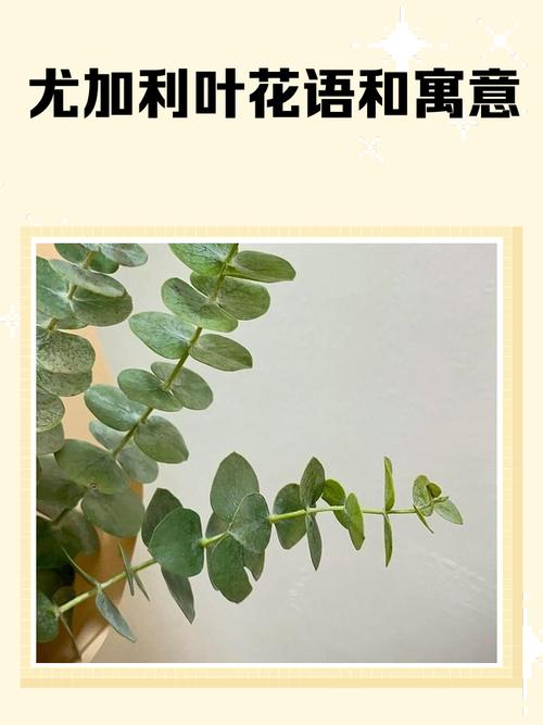 尤加利叶的寓意,才不止“恩赐”那么简单