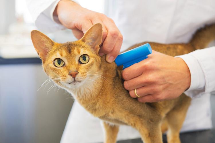 猫咪颈后皮下植入宠物微芯片示意图