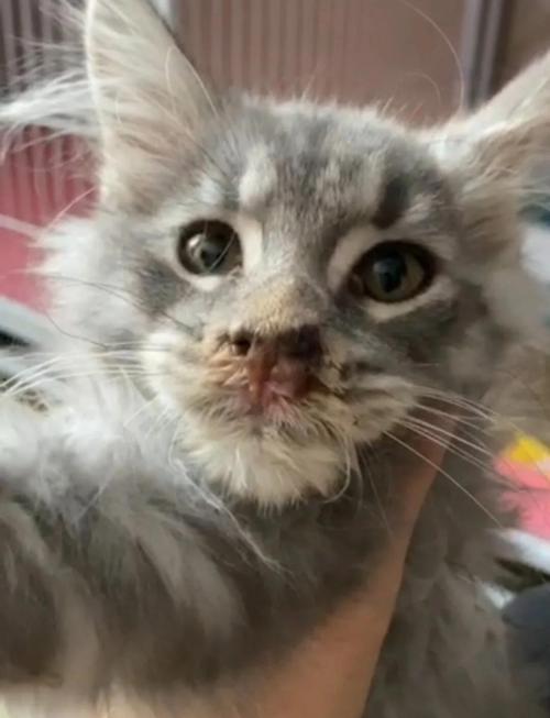 没出门的猫，照样会染猫杯状