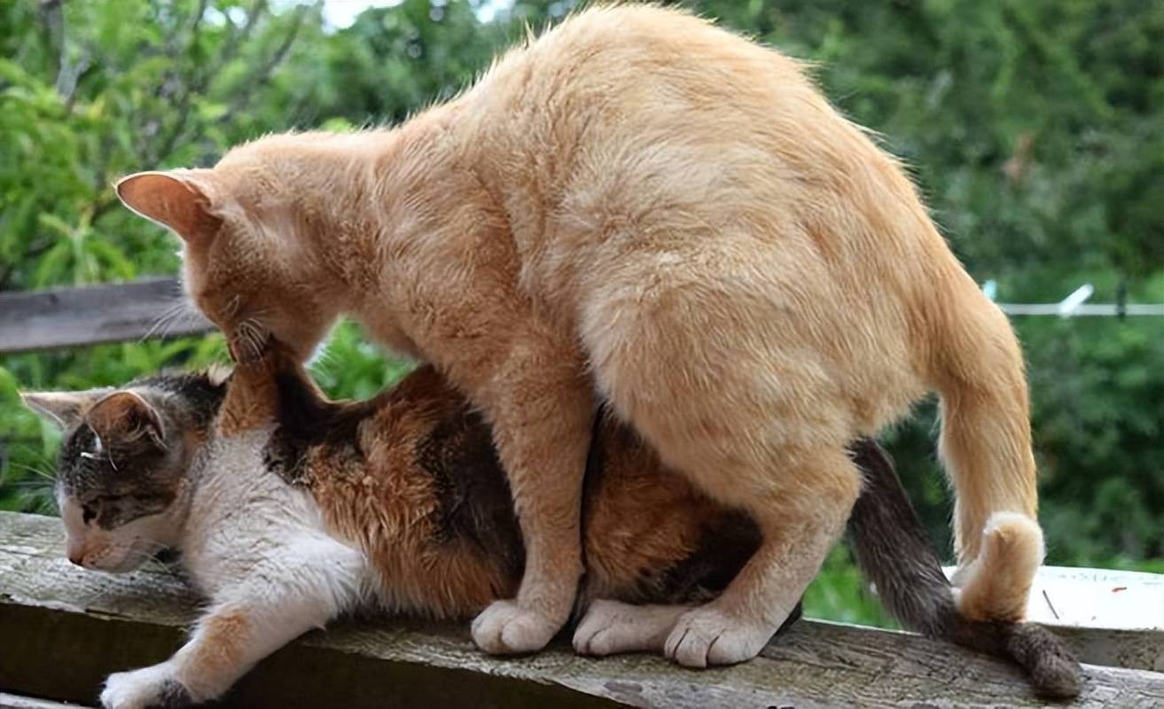 公猫配种时咬母猫后颈的真实现场实拍