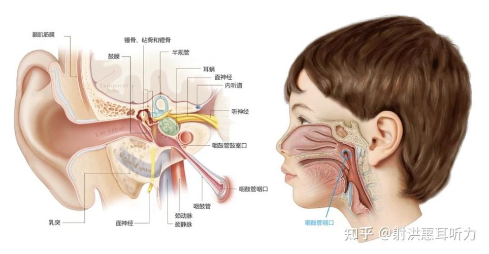 憋喷嚏压力传导至中耳咽鼓管示意图