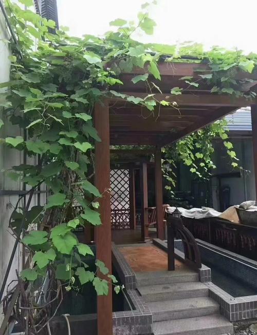 小区居民私搭户外葡萄架实景