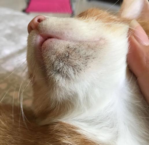 猫黑下巴轻度粉刺期实拍图