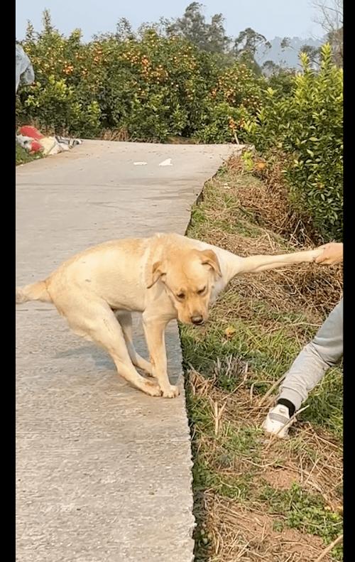 主人拉住紧张狗狗避免强迫社交实拍