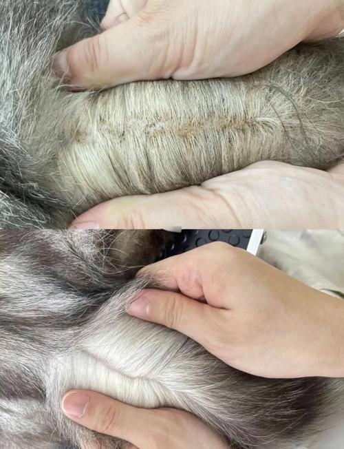 处理猫油尾巴，根本不用花大价钱