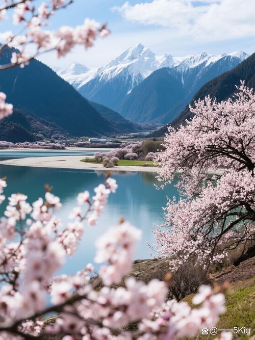 林芝索松村桃花与雪山