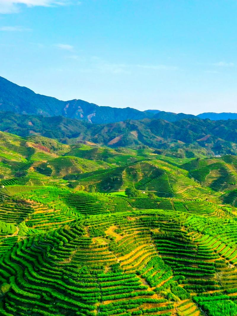 凤凰山茶园梯田