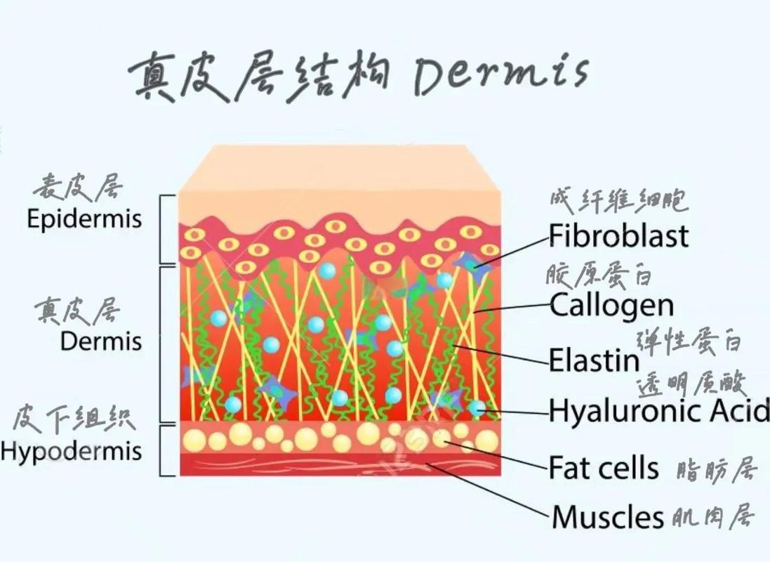 真皮纤维孔隙结构放大示意图