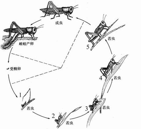 完全变态不完全变态昆虫发育过程对比图