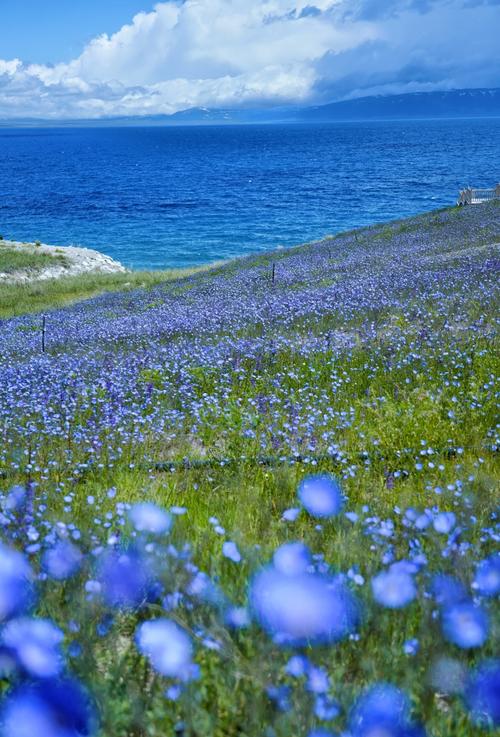 赛里木湖六月湖畔野花花海实景