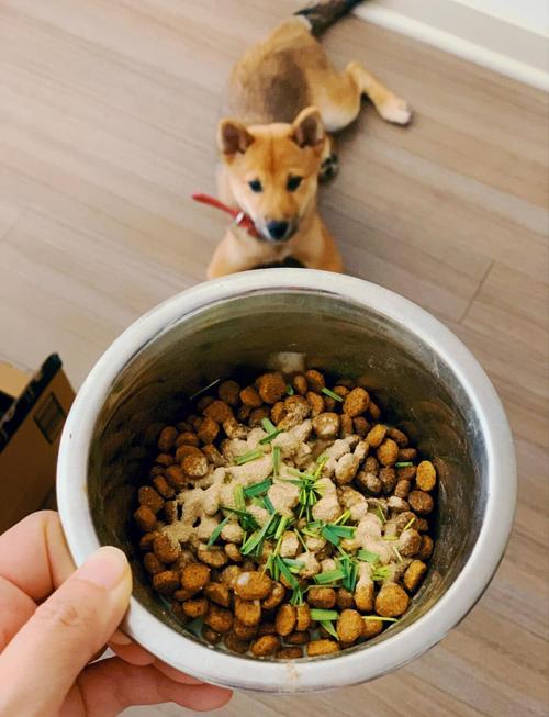 主人用零食奖励正确排便的柴犬幼犬