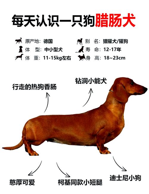 那些关于腊肠犬的常见误区