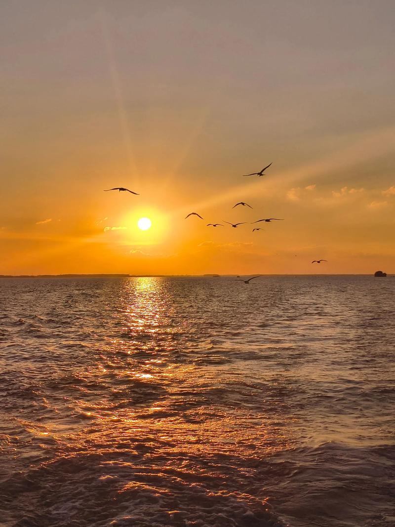 红喉北蜂鸟飞越墨西哥湾海面夕阳剪影