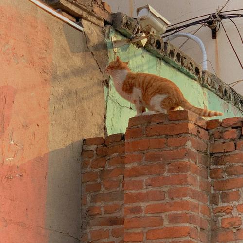 骑行途中偶遇橘猫蹲墙头场景图