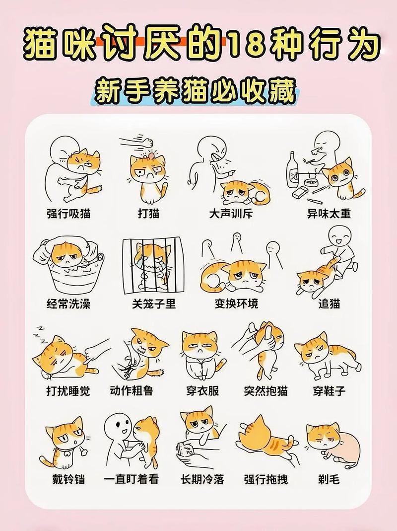 遇到反常的猫咪行为，别光顾着骂，先找原因