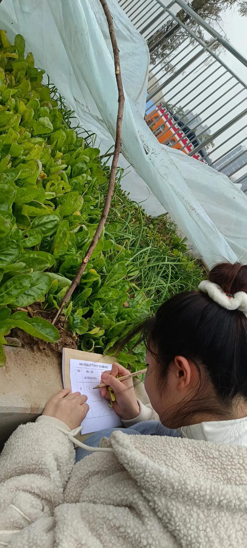 森林幼儿园老师带领孩子观察蕨类植物