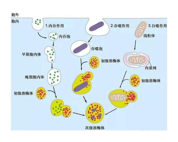 分泌蛋白合成运输流程图