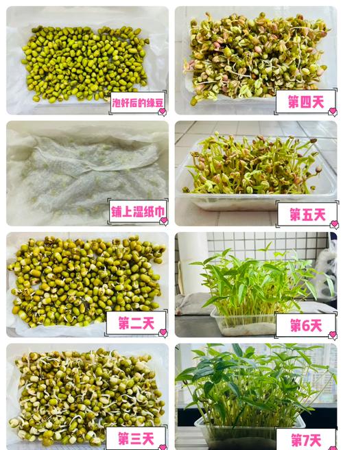 小学生书包里揣的两盆绿豆苗对比实拍