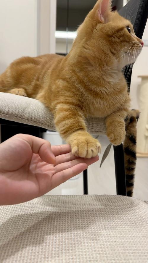 橘猫把肉垫搭在主人脚踝的居家萌宠日常场景