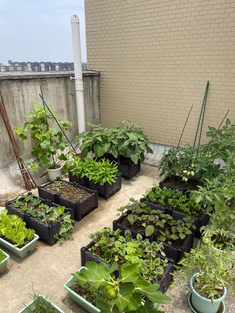 阳台小菜种植生菜芝麻菜混栽实拍