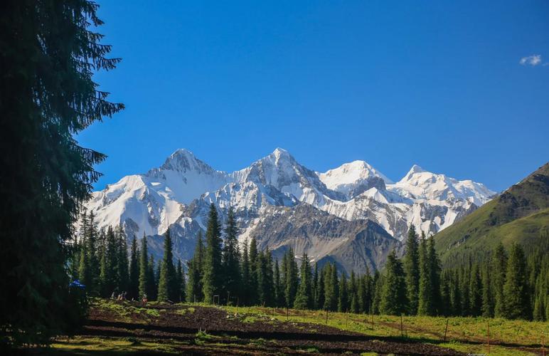 夏塔枯树与雪山剪影