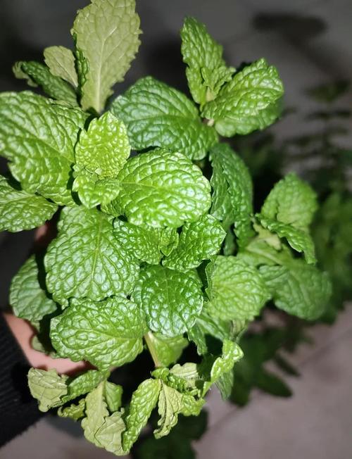 种点能入口的东西——掐把薄荷泡水，成就感爆棚