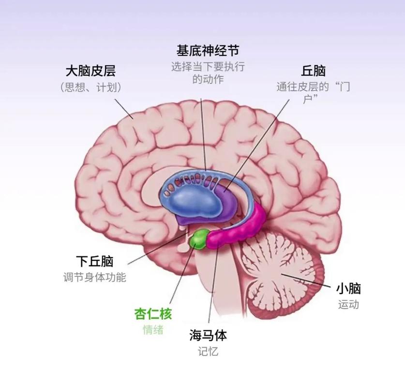 儿童敏感期大脑神经元连接示意图