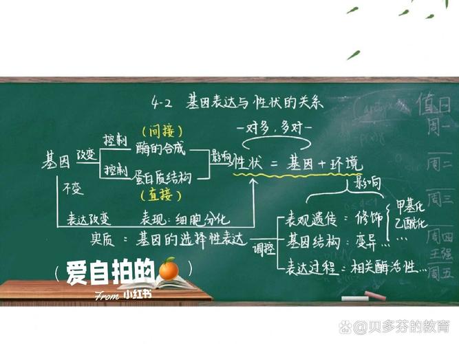 高中生物基因表达知识点板书