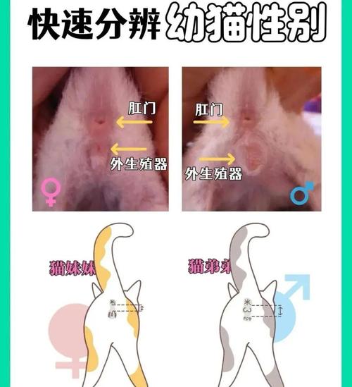 公猫母猫尿道解剖对比图