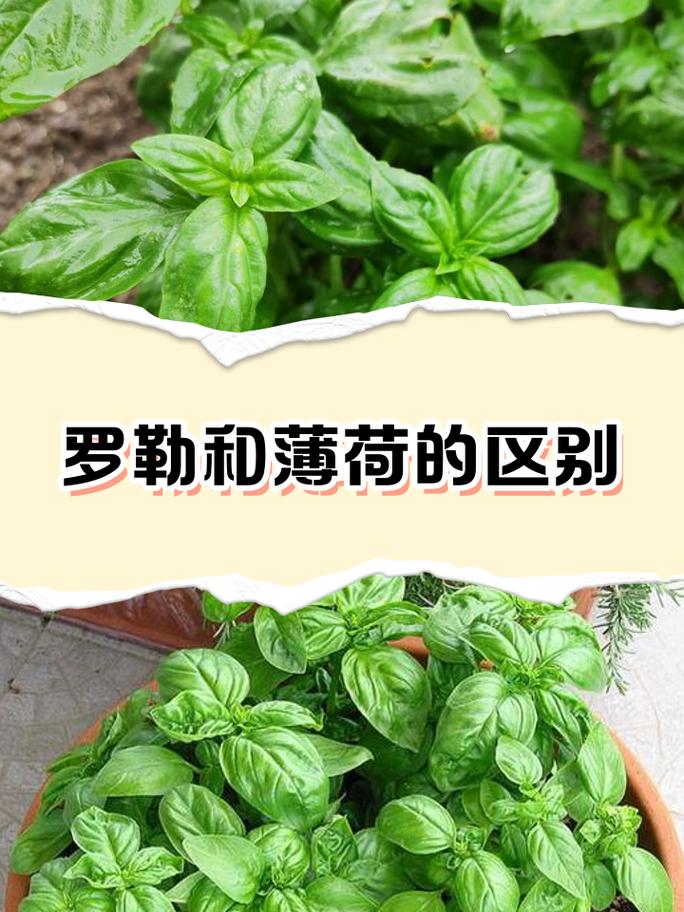 玻璃杯水养罗勒薄荷保鲜
