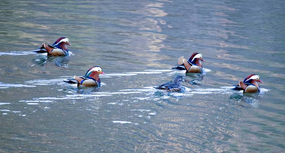 湖北南漳昌集鸳鸯湖冬季成群野生鸳鸯戏水图