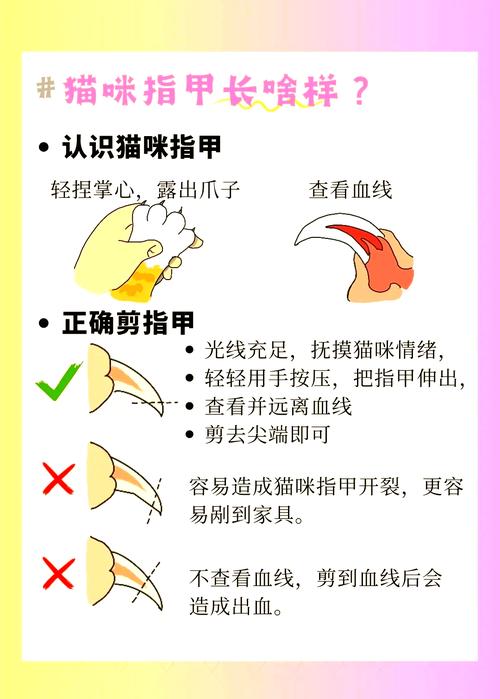 猫咪指甲血线位置示意图