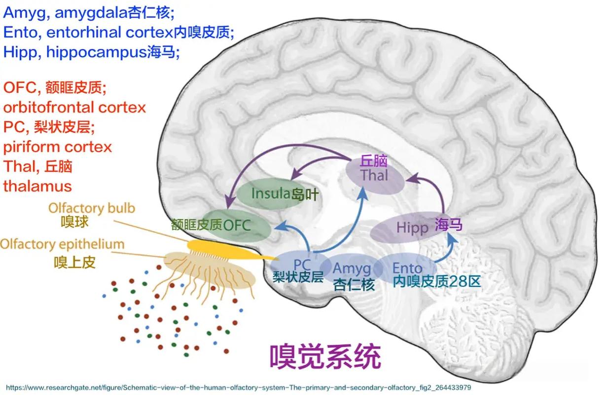 嗅觉神经与大脑边缘系统通路图示
