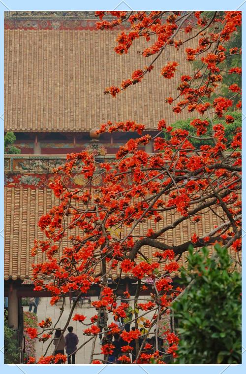 祖庙清晨木棉花