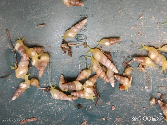 阳台花池里的小蜗牛