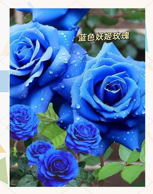玫瑰,你真的懂吗?反正我怀疑-因为所以