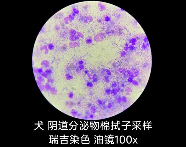 母犬子宫蓄脓病理切片实拍图