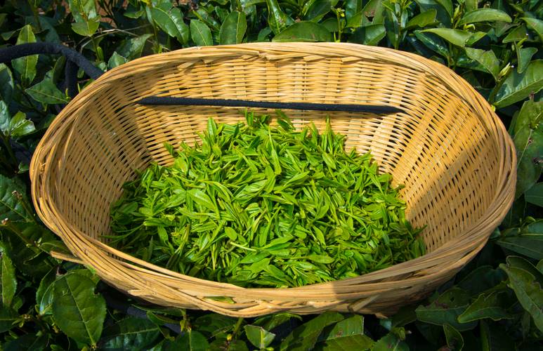 池州东至县茶山采茶的竹篮茶青特写