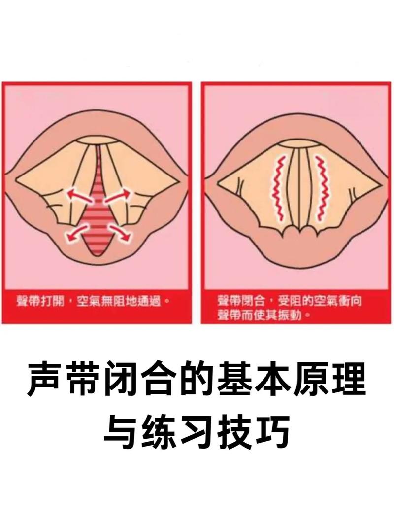 歌手练习高音时声带闭合状态示意图