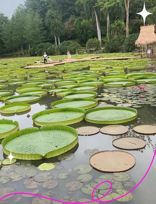 中国云南省西双版纳中科院植物园王莲池