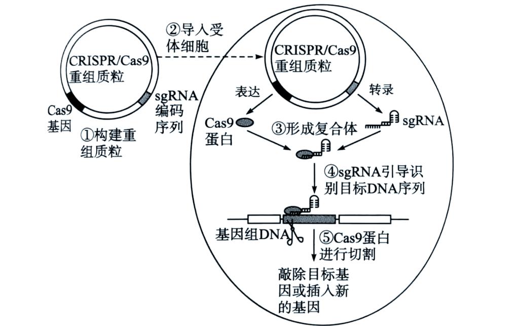 CRISPR-Cas9基因编辑技术原理示意图