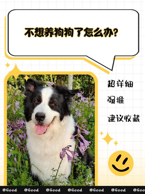 真不想养了该怎么做？