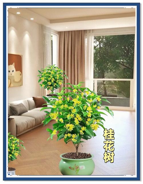 阳台挂干桂花的休闲居家场景图