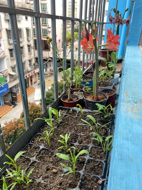 儿童观察植物生长习惯养成阳台场景