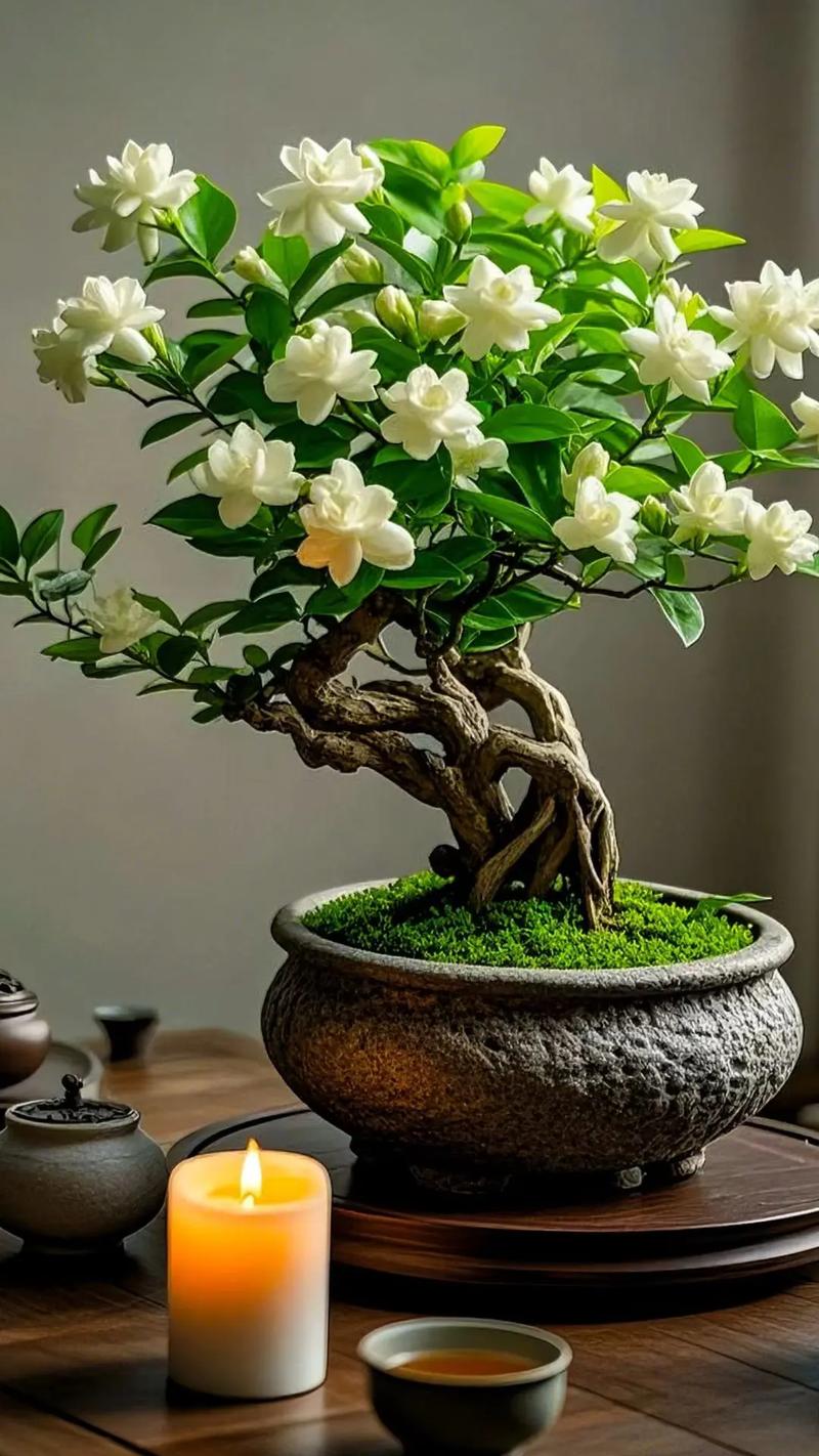 江南老宅庭院里的茉莉花盆景