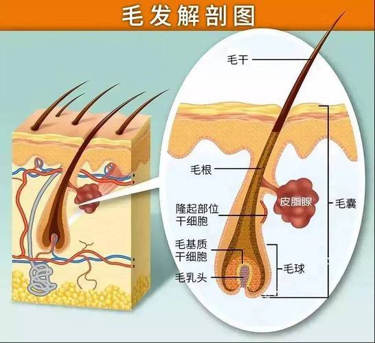 宠物皮肤毛囊结构解剖示意图